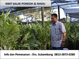 Bibit salak pondoh ,Bibit salak gula pasir bali, HP 0813.2872.0280