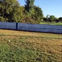 Dog fails at catching tennis ball | ORIGINAL