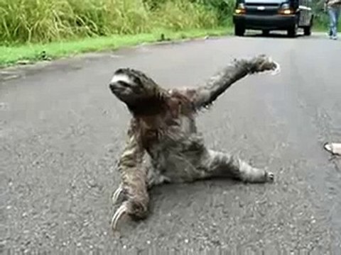 Leniwiec na bani zobacz śmieszne filmiki filmy wpadki 2013