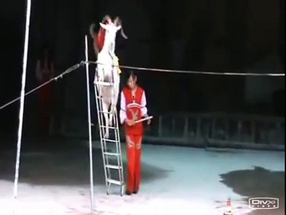 Incredible video!!! See The Talent and Smartness Of this Goat!