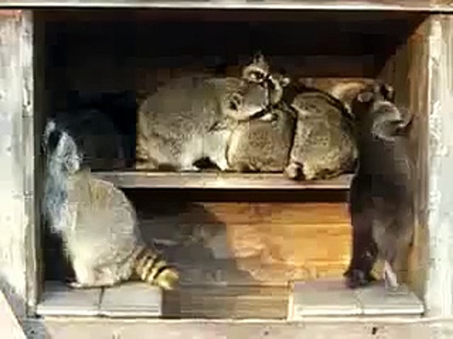 ⁣Еноты тусовщики funny animals [видео прикол мега приколы ржака жесть]