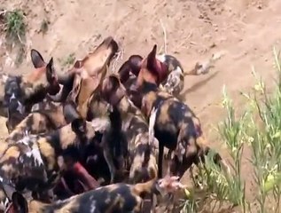 Amazing of Wild Dogs Atacking  Wilddogs Killing 02