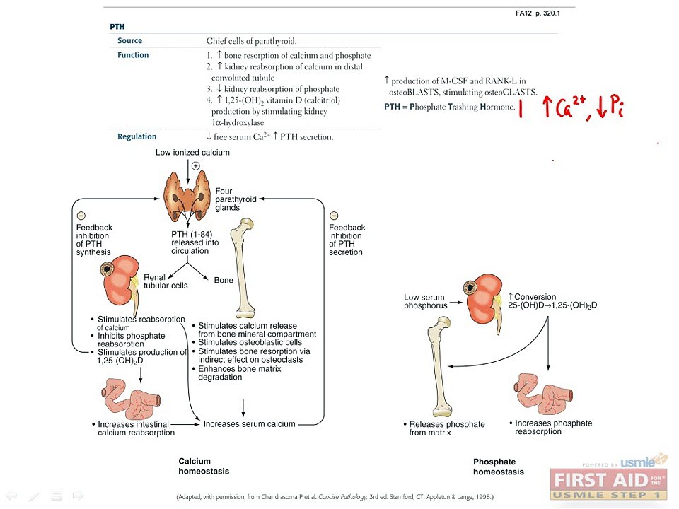 Endocrine Physiology Part 2