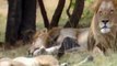 Showing two lions  , Attacking of Lions  Lions kill another port to a meal Pt02