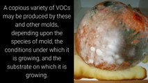 Remove Mold Smells