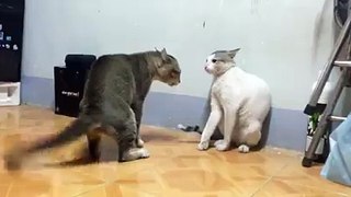 cat fighting like girls must watch