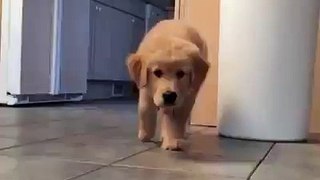 Puppy Sneak Attack