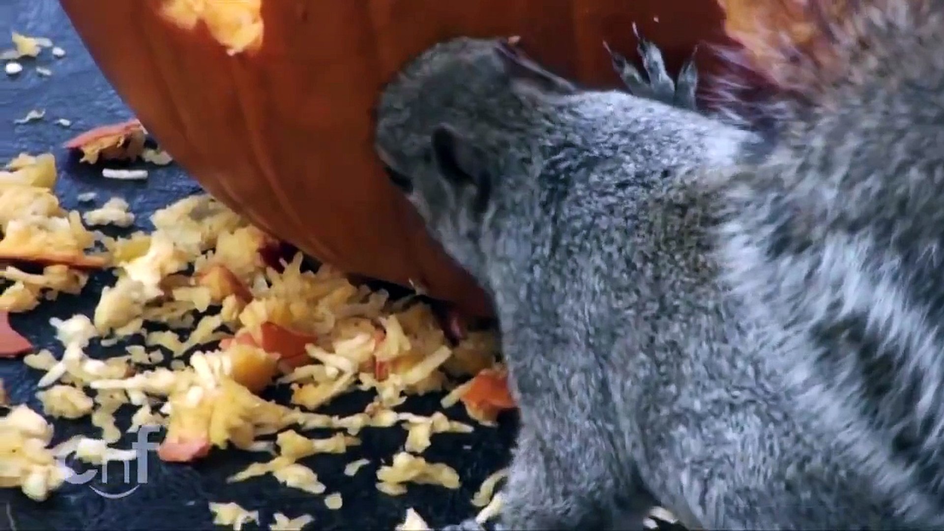 Squirrels Eating Pumpkin