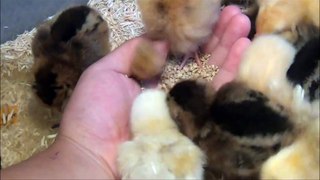 Adorable Baby Chickens :D