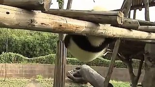 Pandas on the obstacle course