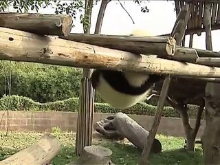 Pandas on the obstacle course