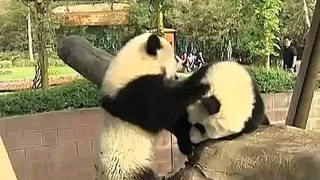 Kung-fu Pandas Part 2