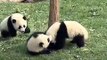 Kung-fu Pandas Part 3