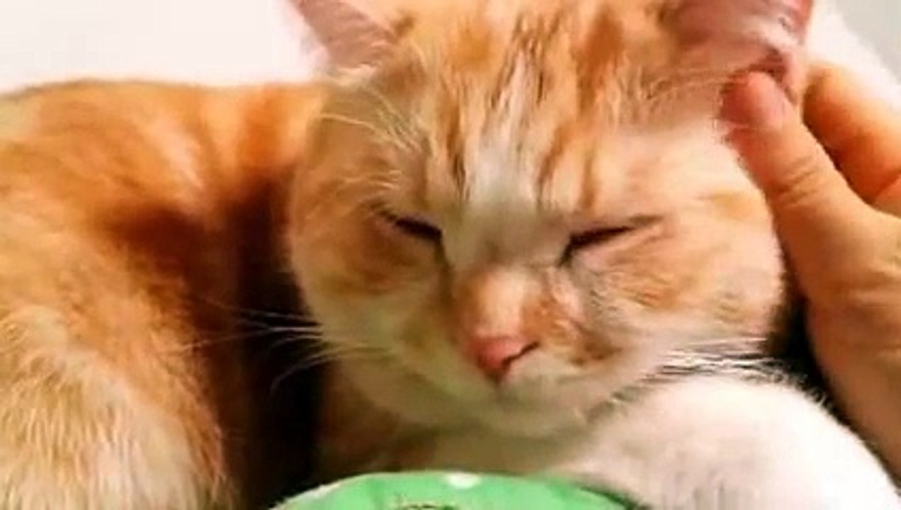 Funny Cats Funny Cat Videos Best Funny Videos Cats Compilation Most Popular