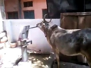 Cow Drinking Water self