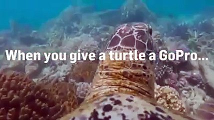 Quand tu mets une GoPro sur le dos d'une tortue