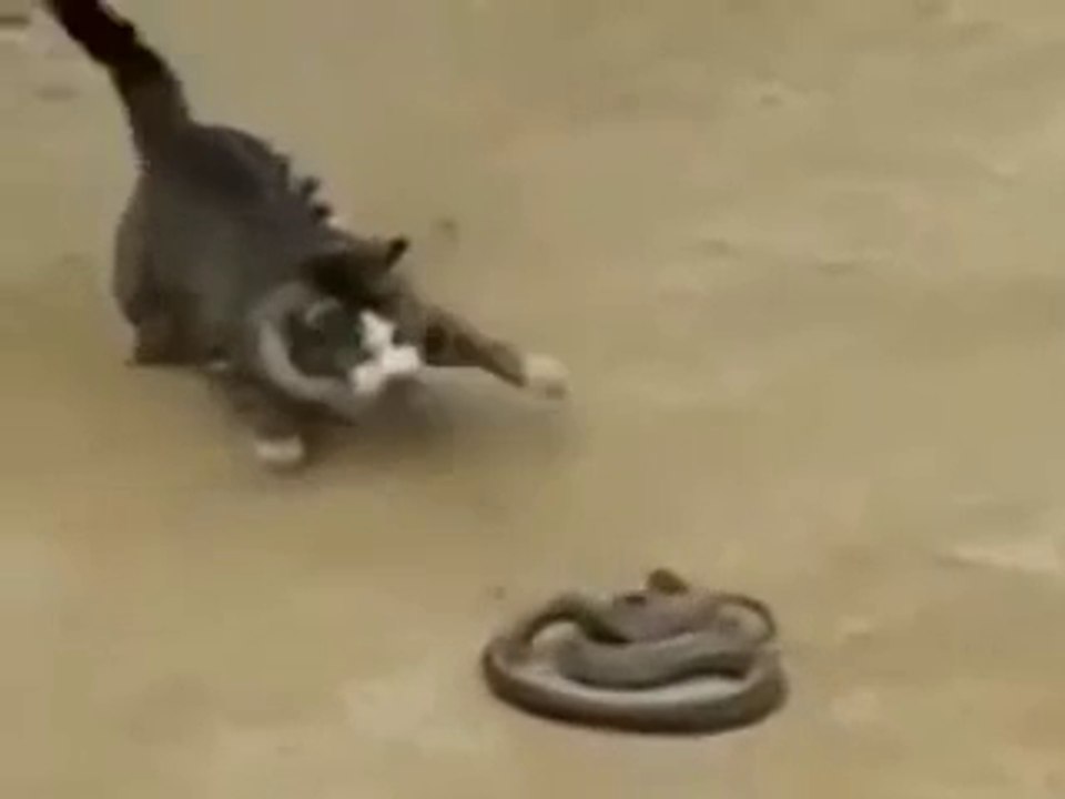 Amazing snake attack