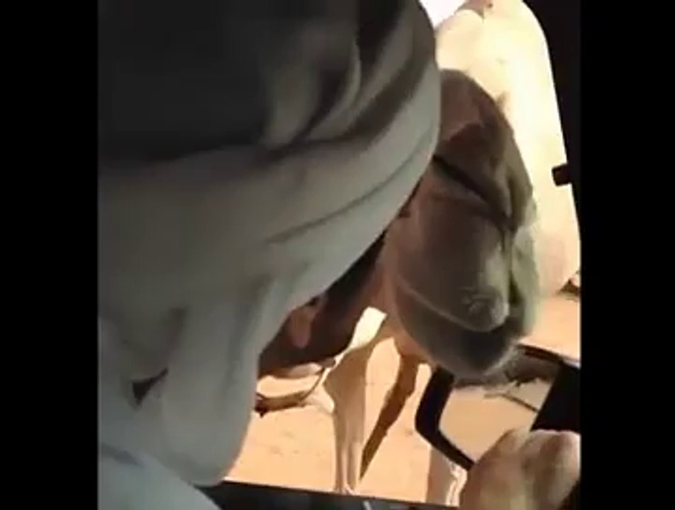 amazing camel giving kiss to its owner-must watch