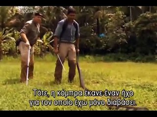 snake king cobra-national geographic