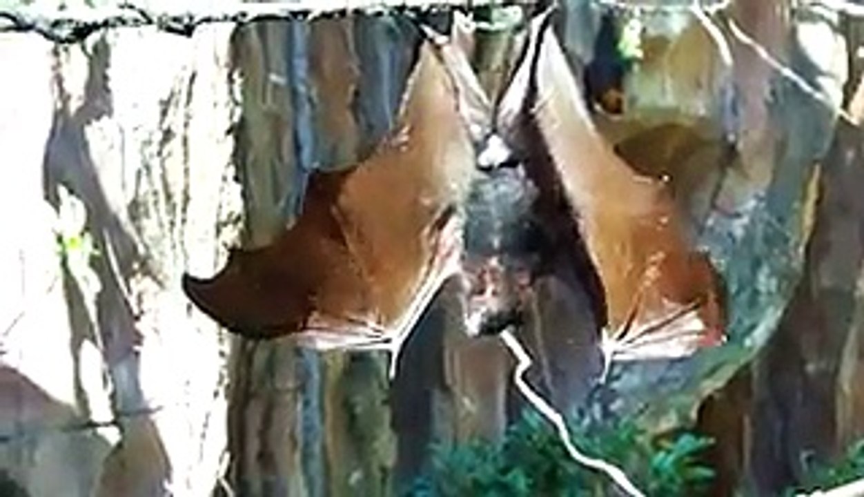 WORLDS LARGEST GIANT HUGE FLYING FOX BAT VAMPIRE
