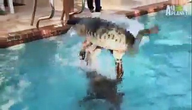Play with a Gator in swimming pool - Crazy gator Boys..