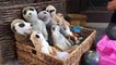 Un suricate fait dodo avec ses amis peluches suricates... Trop mignon