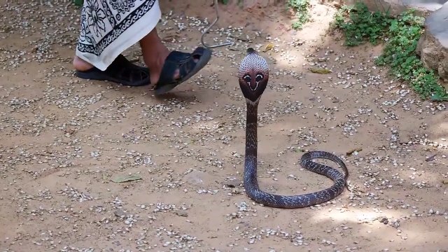 Sri Lanka Mirissa Schlangenfarm Snake Farm Cobra and Scorpion amazing snake attack