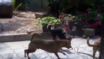Fight between my dog and the snake. Lotta tra i miei cani e il serpente.