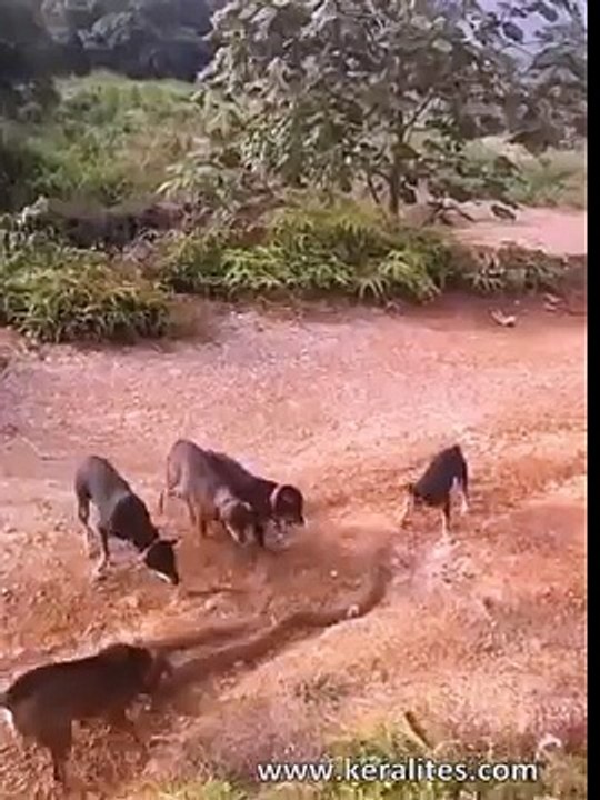 Huge King Cobra Vs a Pack of Domestic Dogs