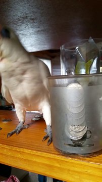 Crazy Parrot can't stop speaking and throwing coins away!