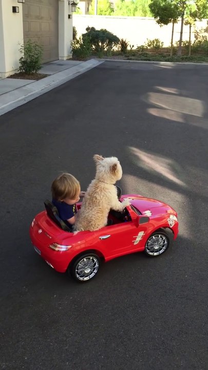 Cute dog drives little kid in mini car toy!! Schumacher as a Dog haha