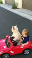 Un chien qui pilote une mini voiture... Trop fun