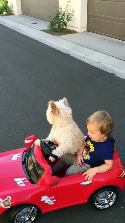 Un chien qui pilote une mini voiture... Trop fun