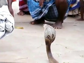 Indian Cobra in South East India