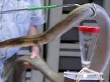 King Cobra Venom Extraction