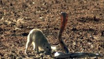 NEW 2015_ Mongoose Attack Cobra Snake incredible Fighting