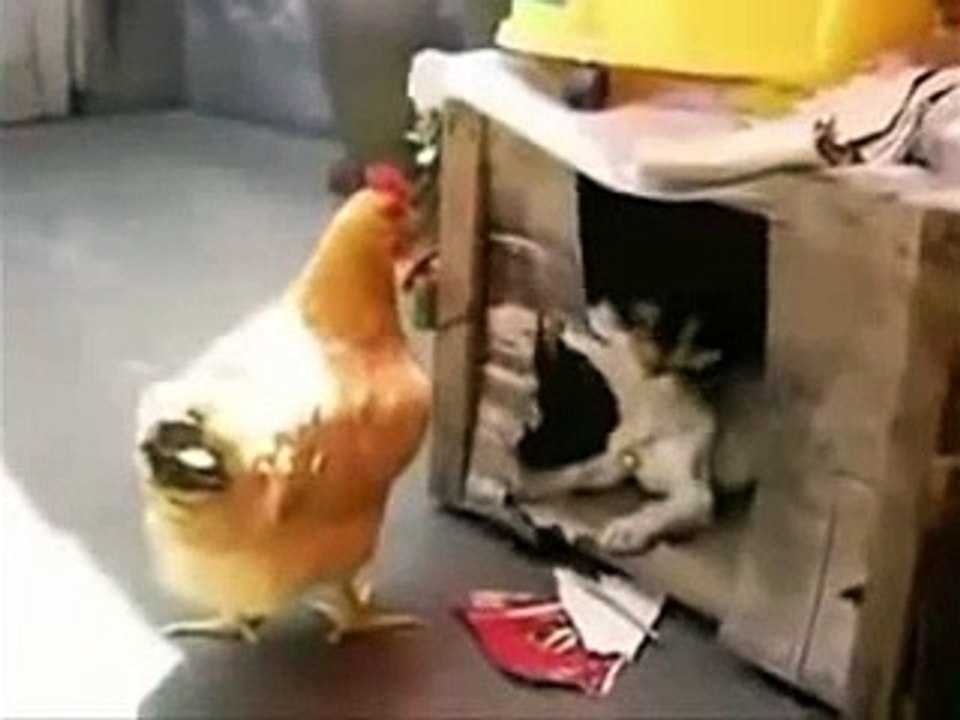 video funny the best in the world 2015