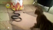 Cat vs Snake! TOP 10! Amazing Cat Attack Snake - Compilation 2015!!!