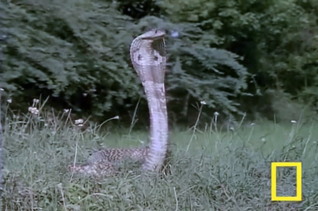Cobra vs. Mongoose