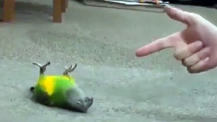 Vurulma Numarası Yapan Taklitçi Kuş