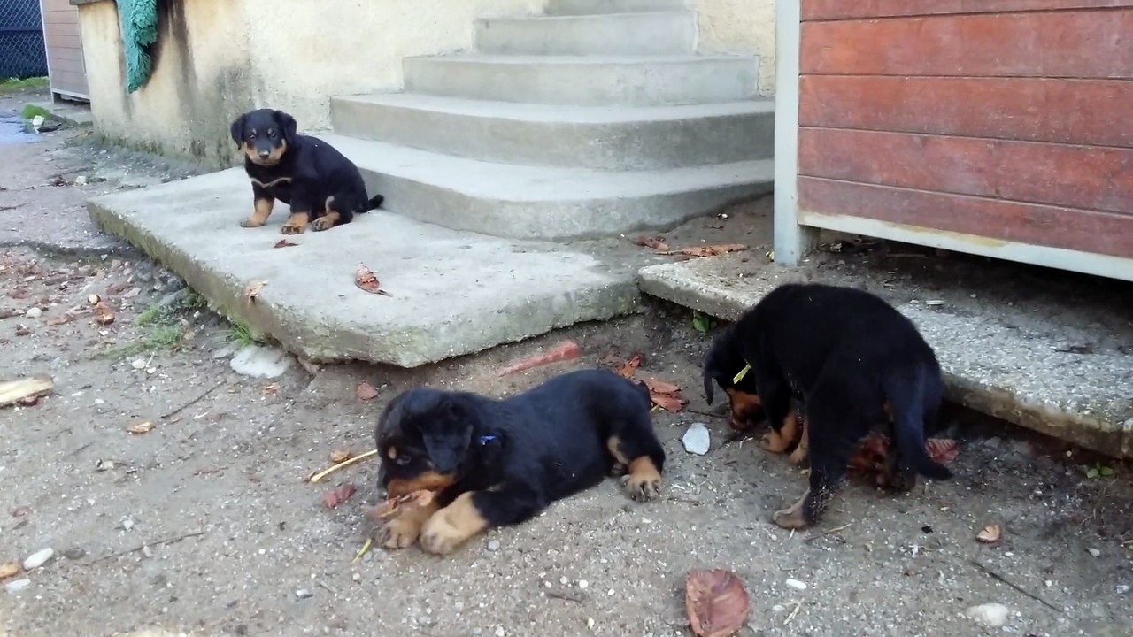 Chiots Hanggun & Genesis - Beaucerons des Ganches de la Loire