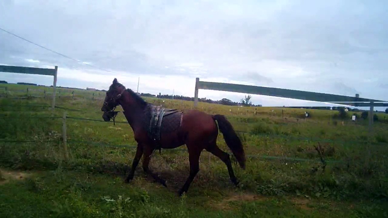 elficdesuray120915a1