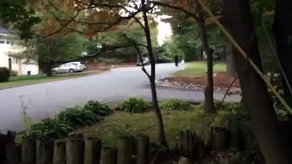 There's A Bear Walking Around A Town In America Just Like A Human