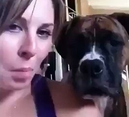 Un boxer tire la langue
