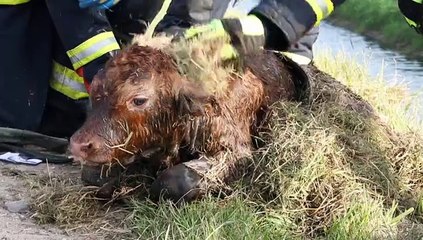 Beelden: brandweer ontfermt zich over kalfje in Noordlaren - RTV Noord