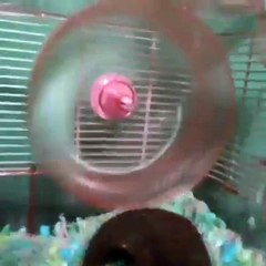 Allez cours petit hamster