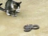 Kedi ile Yılan Kapışması