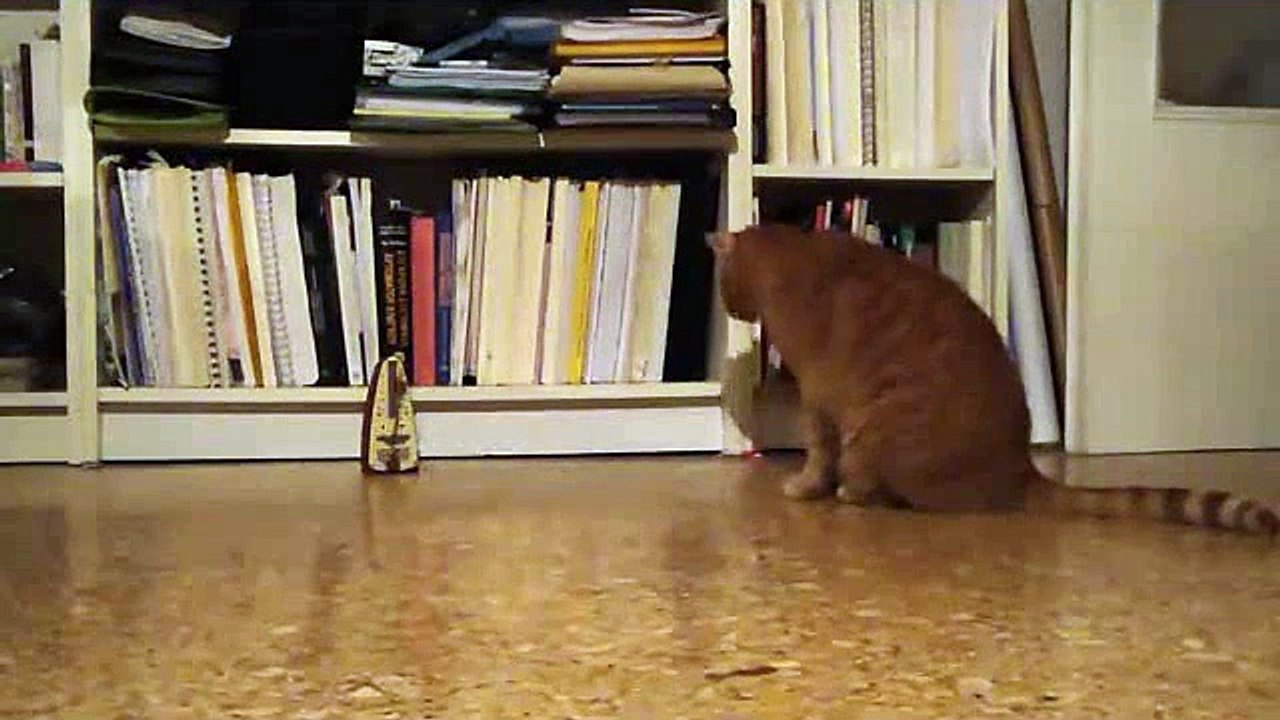 Cats Vs Metronome interested Video