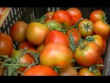 Salerno - Pomodoro cinese, boom di importazioni: allarme Coldiretti (03.10.15)