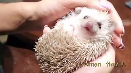 Ce bébé hérisson va vous faire fondre